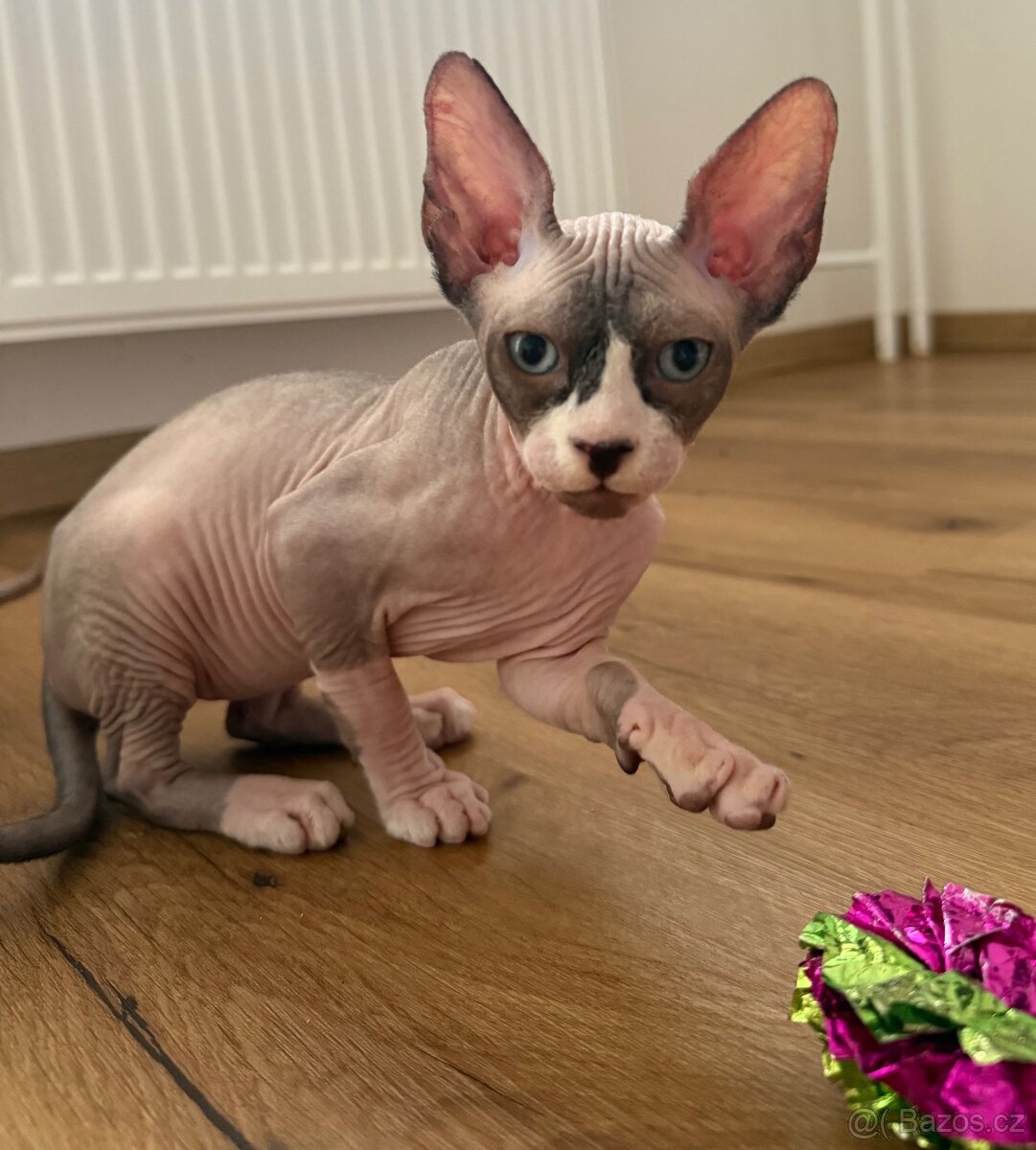 Kanadský sphynx - 3