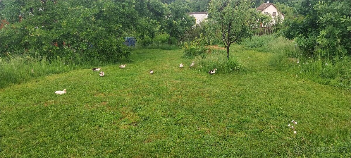 Pizmovky kachnata - 3