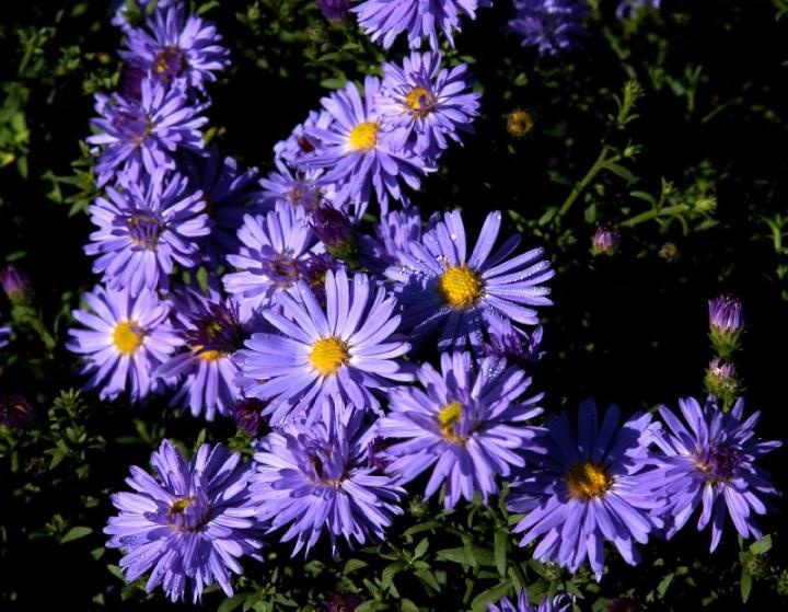 TRVALKY - mladé rostlinky - 3