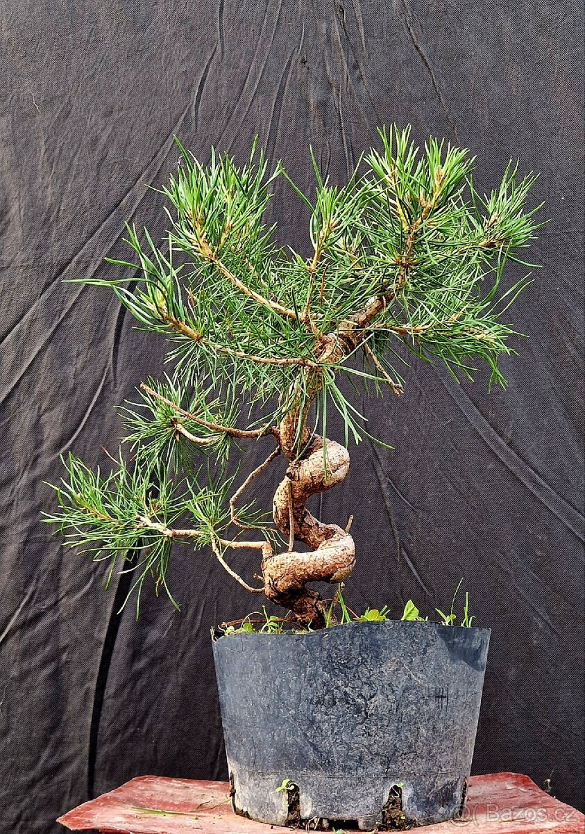 PRE - Bonsai - Pinus sylvesris 1 - 3