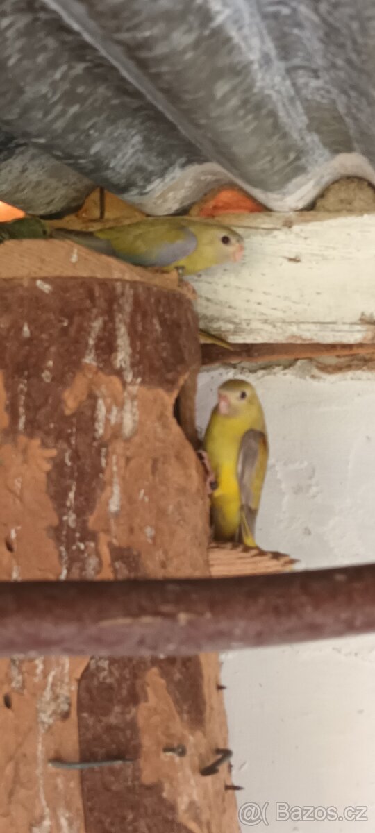 Neoféma tyrkysová skořice 0,1 kr.25 - 3