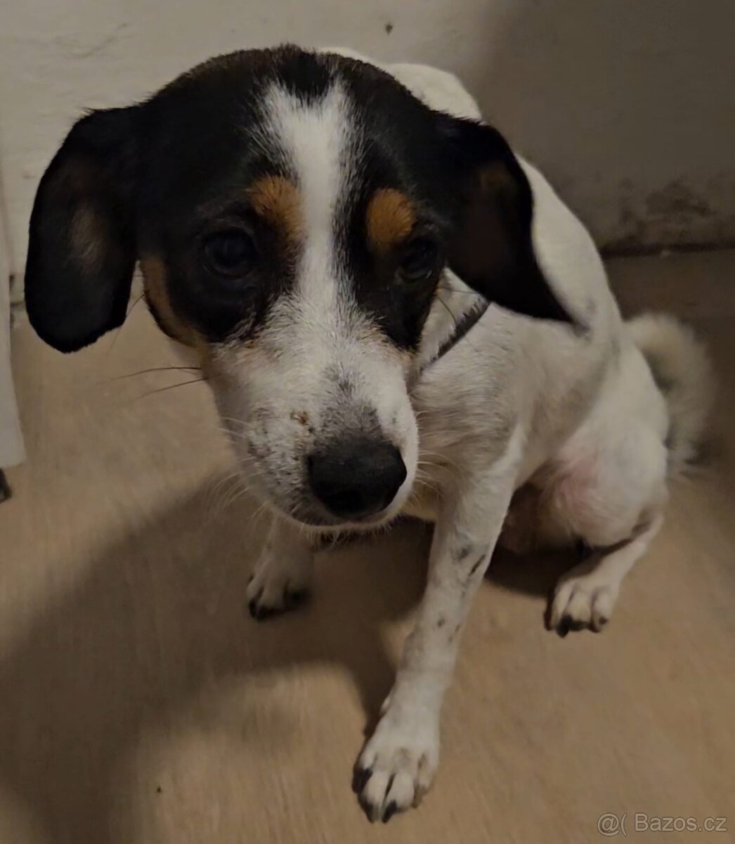 Štěňata - 3