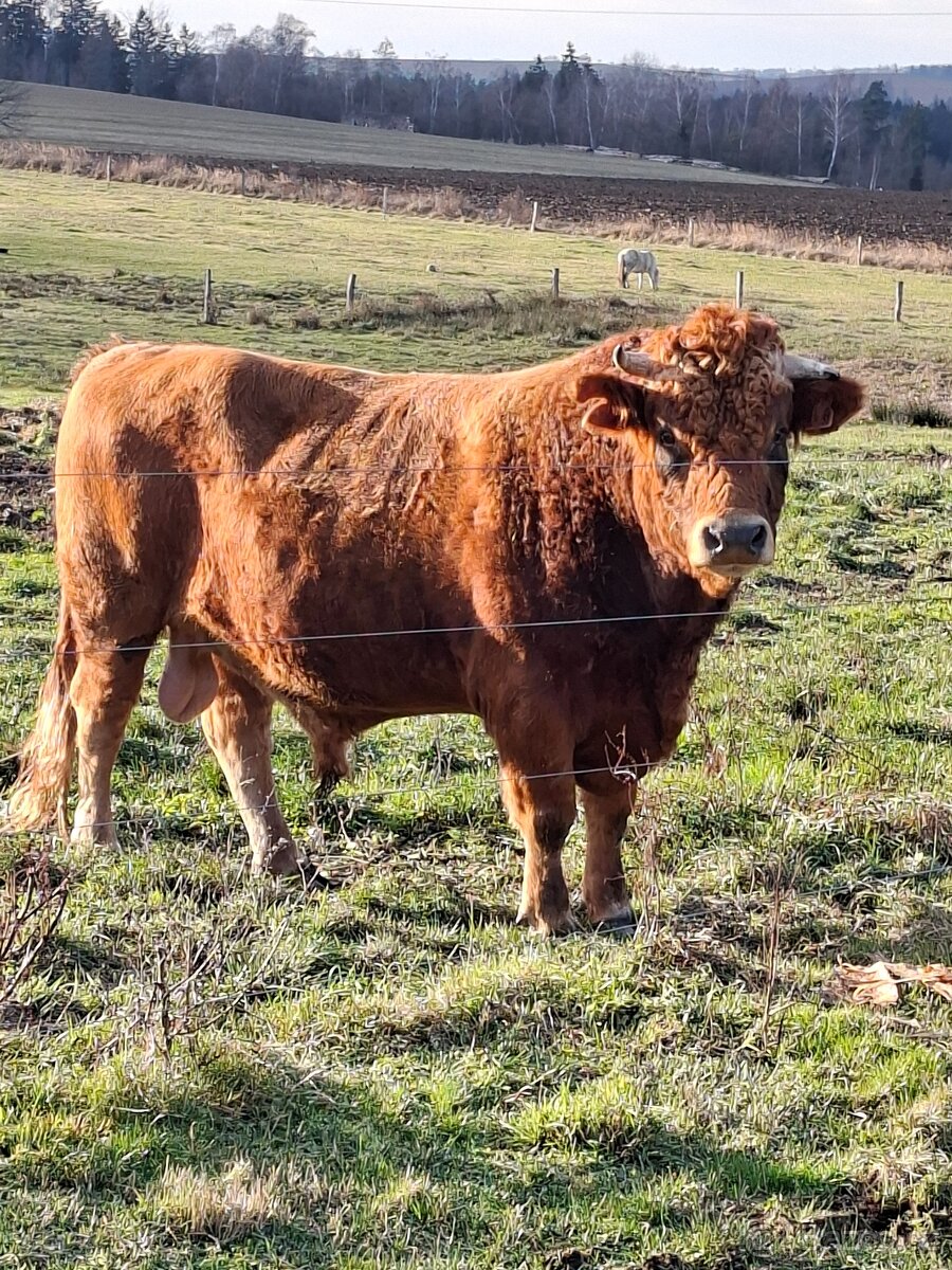 Prodám býka z eko chovu - 3