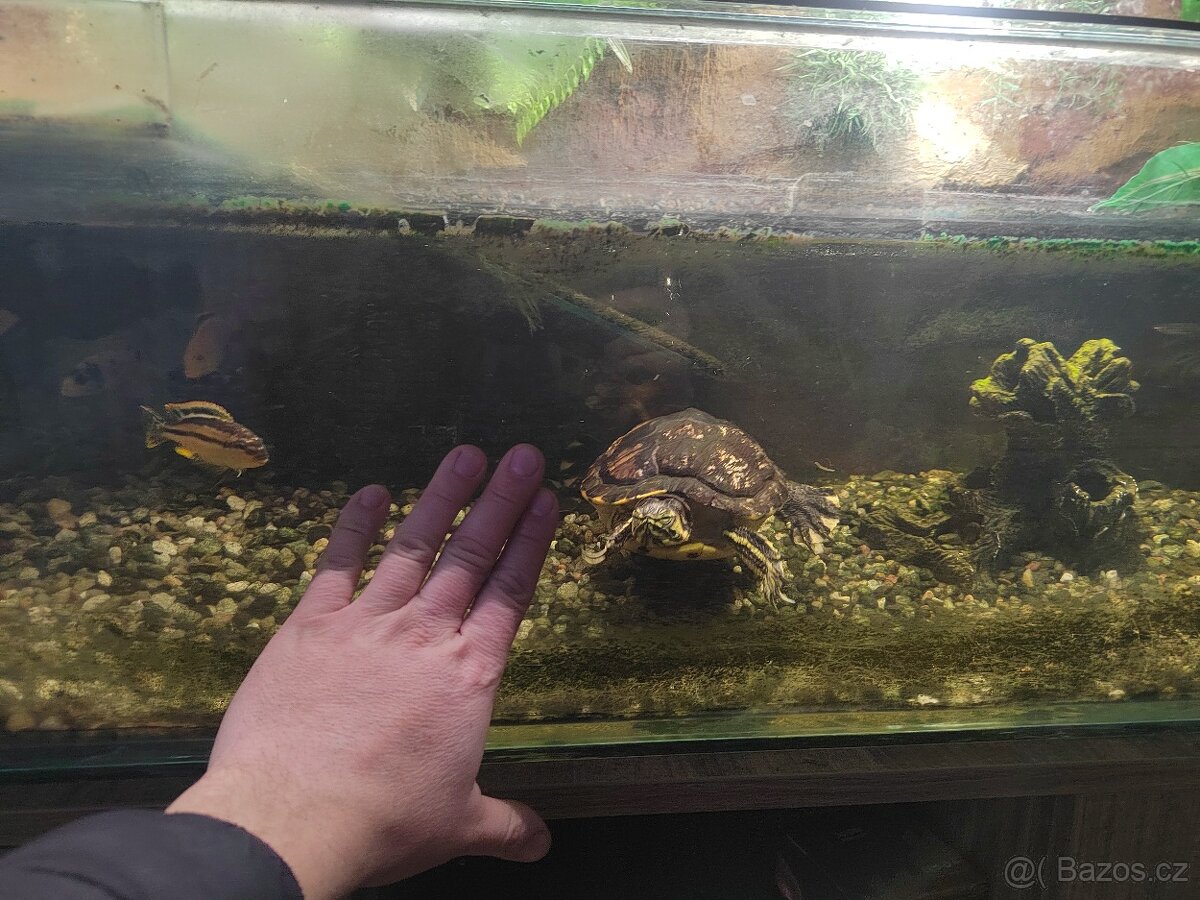 VODNÍ Želva - 3