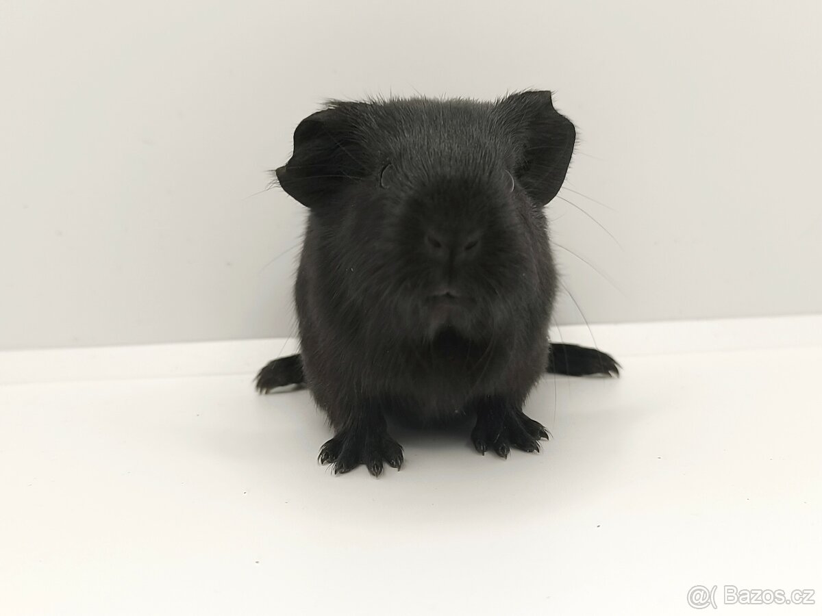 Morče, mláďata s PP - 3