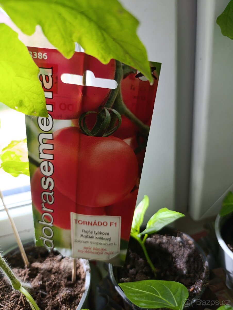 Sazenice rajčat a paprik - 3