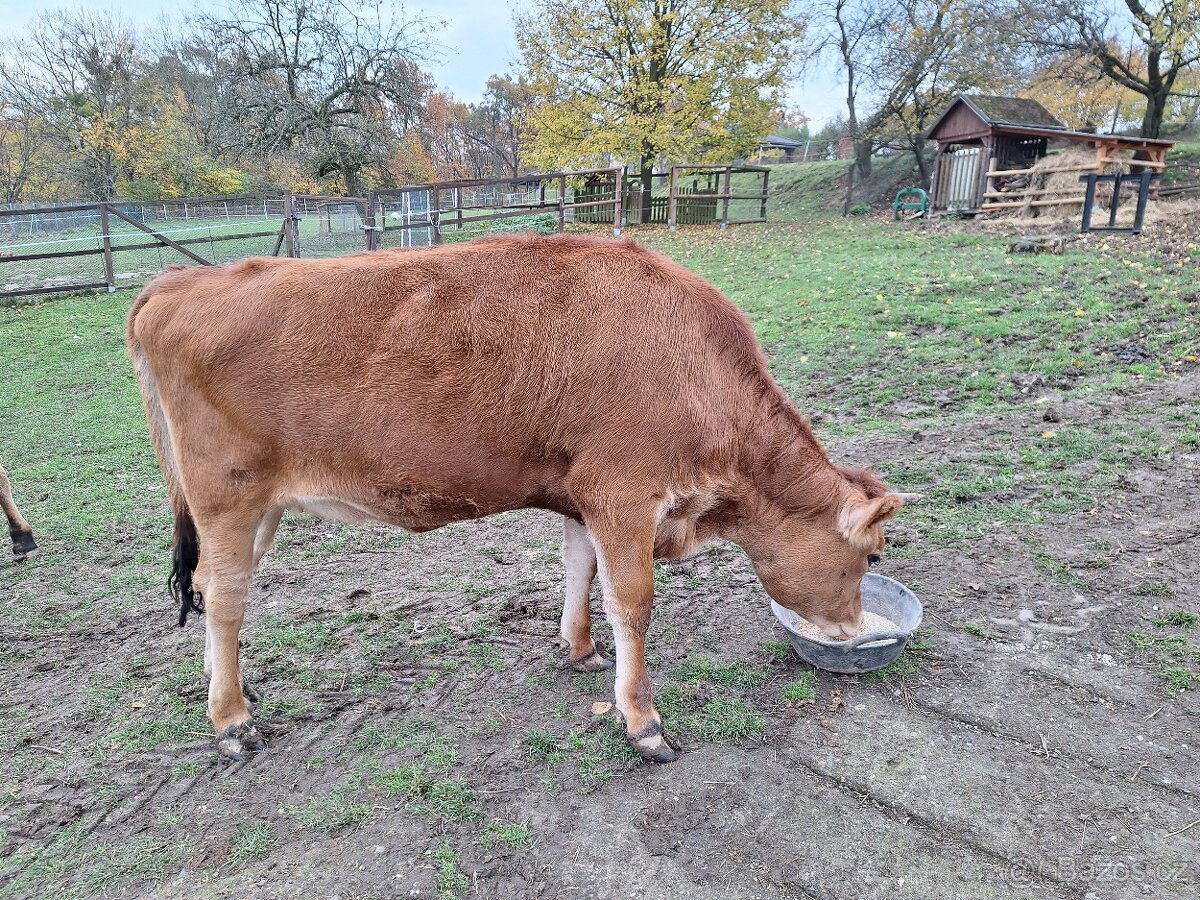 jalovička Jersey - 3