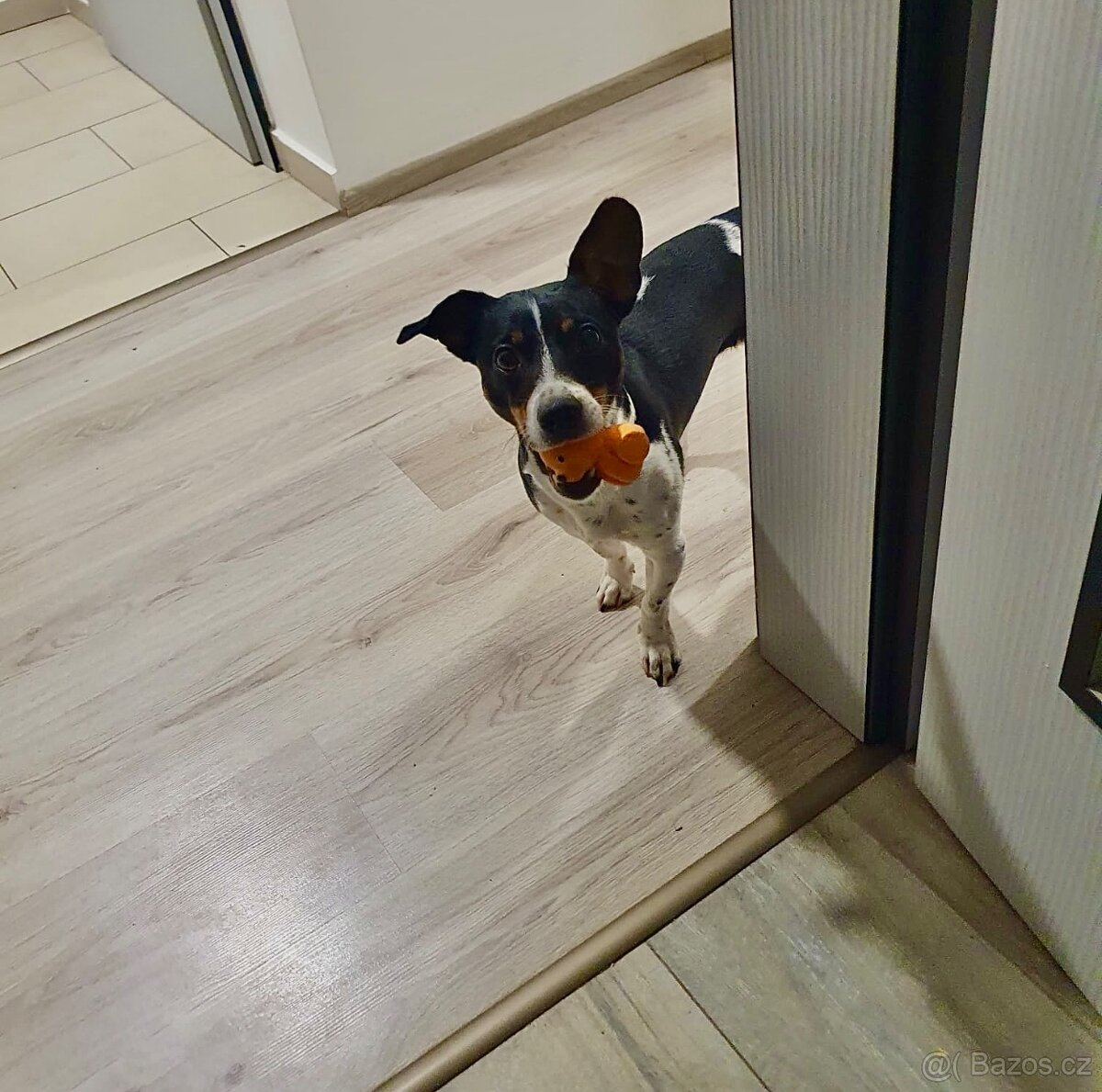 KRYTÍ – JACK RUSSELL TERRIER • OSKAR• ANGLICKÝ PŮVOD 🇬🇧 - 3