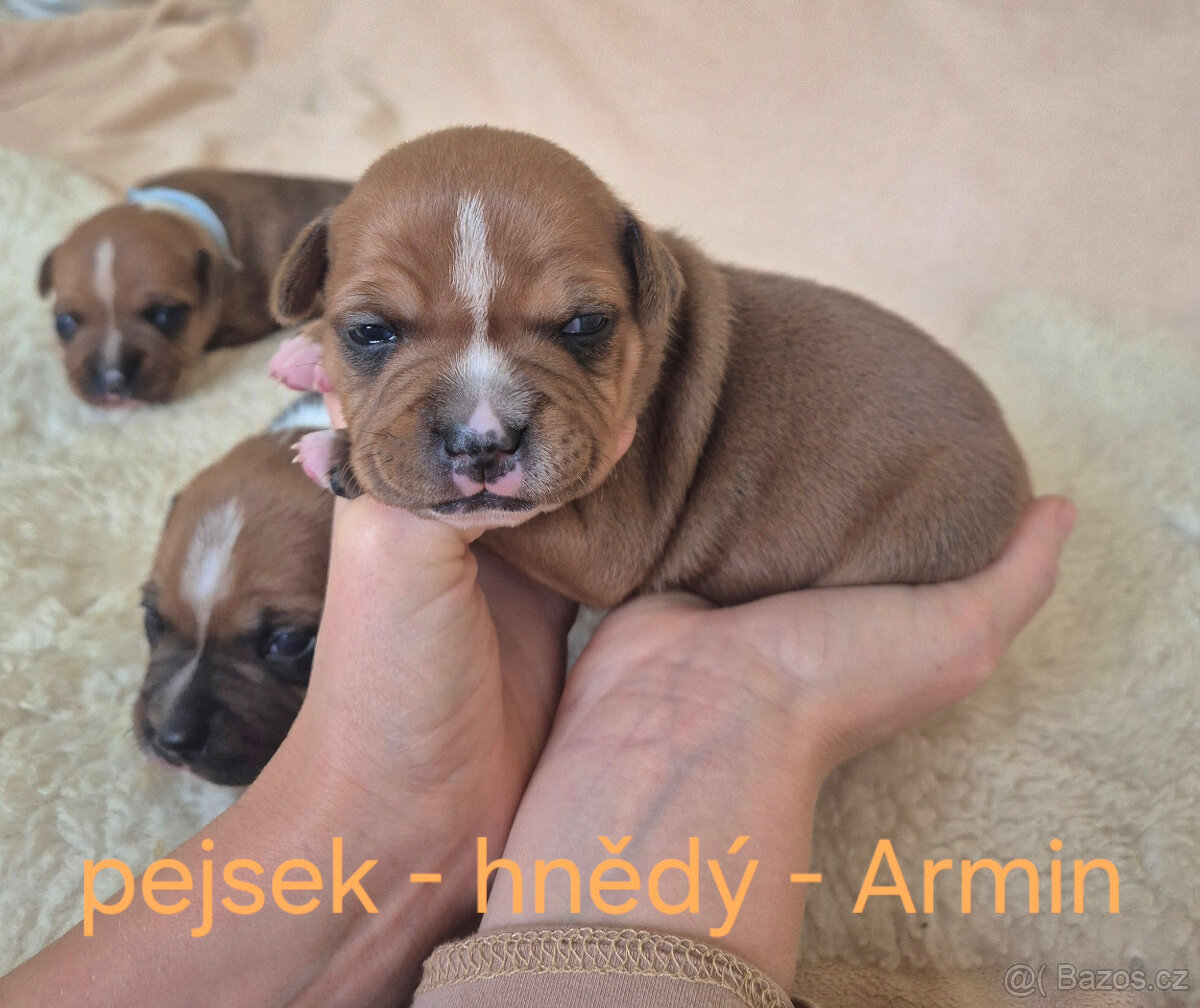 Stafordšírský bulteriér s pp - 3