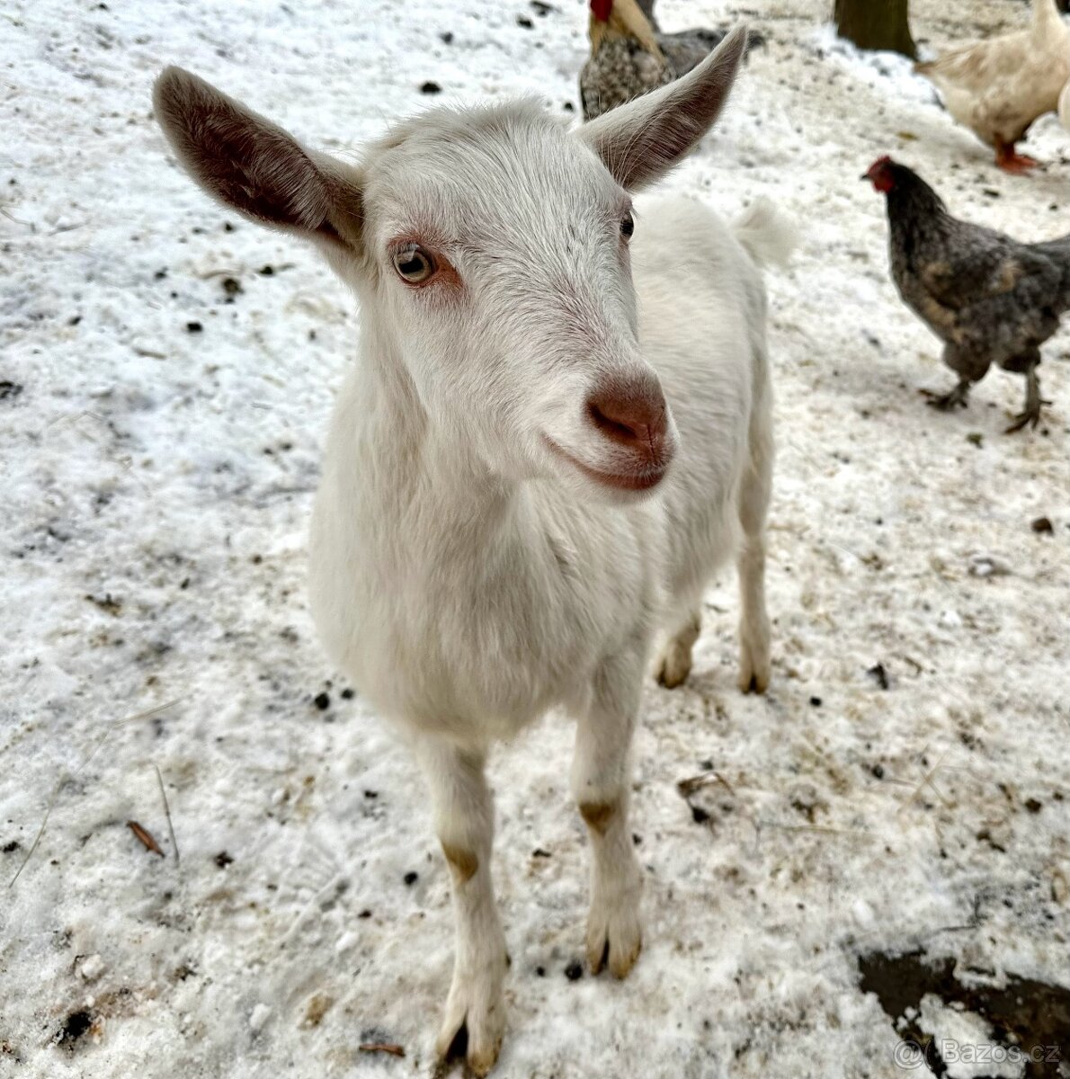 Prodám kůzle - 3