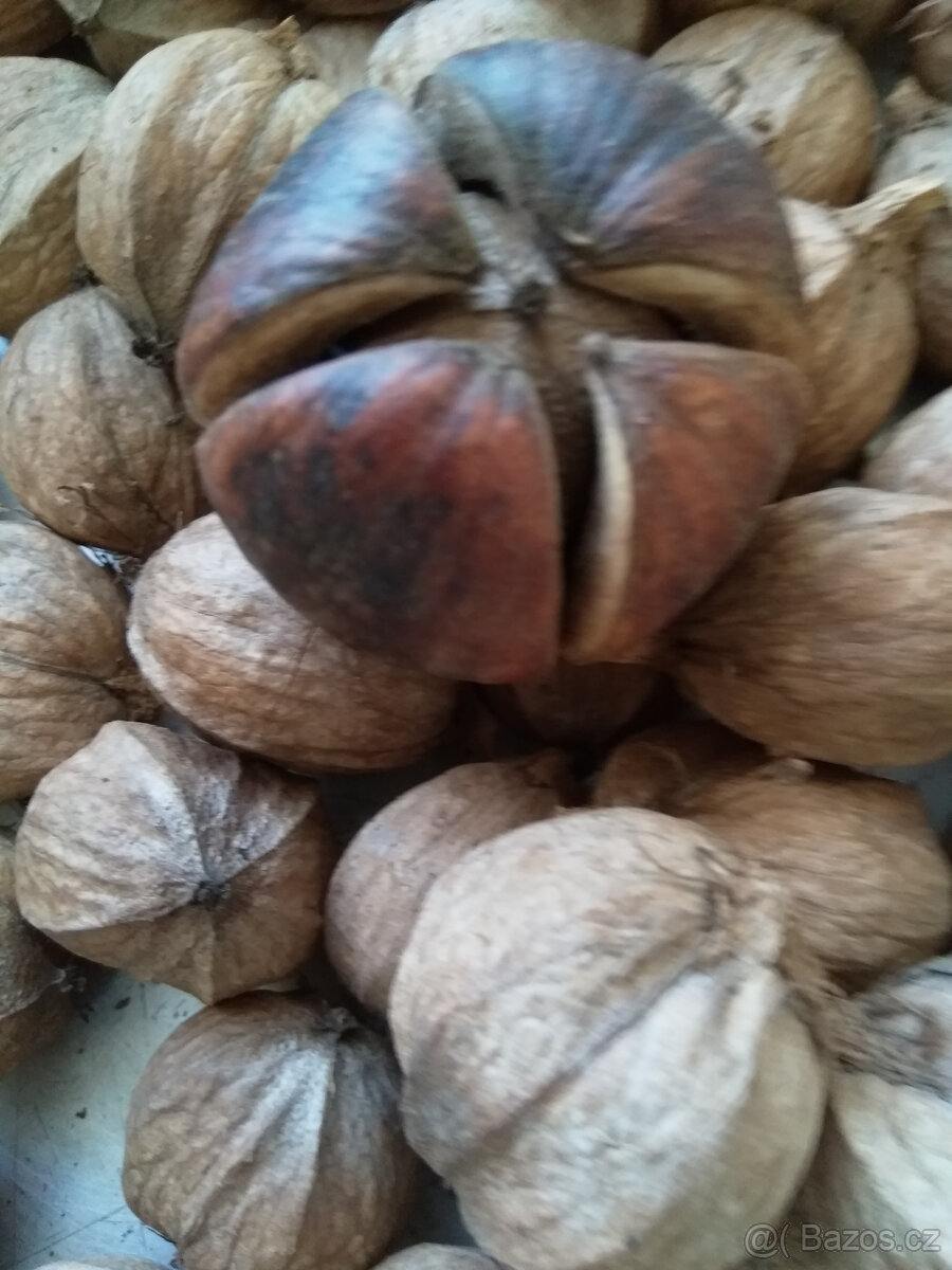 Ořechovec vejčitý, vzácný strom, semena 4kusy - 3