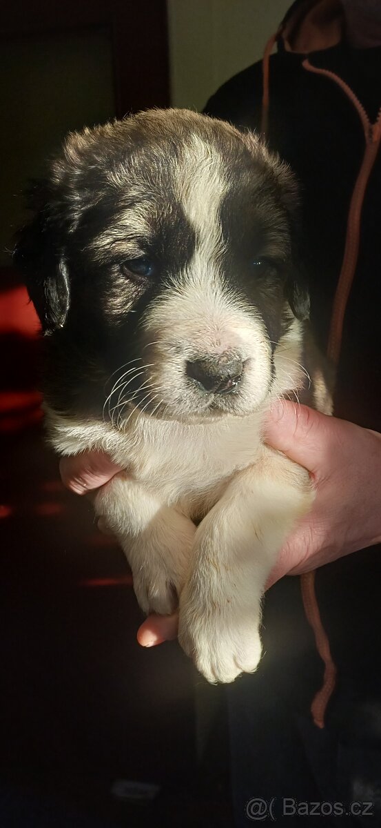 Štěňátka SAO - 3