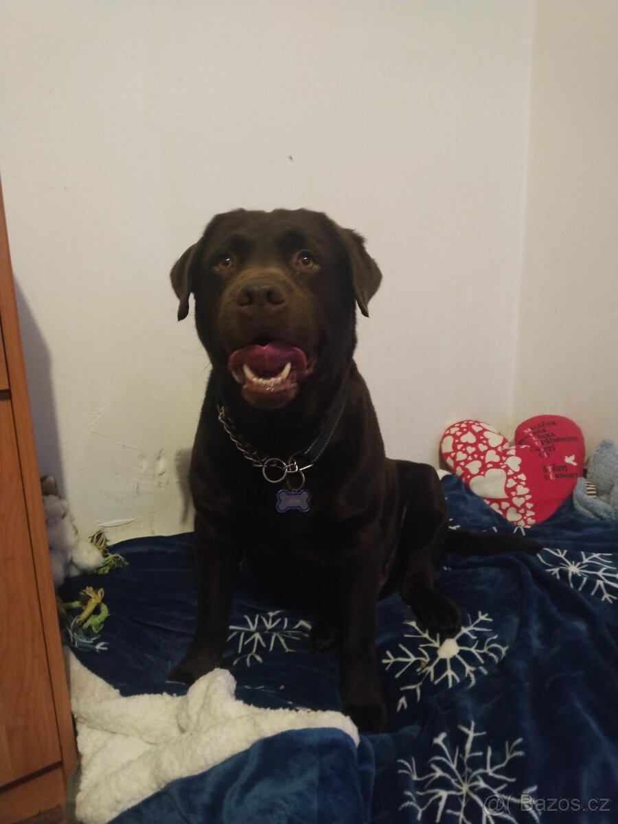 Labradorský retrívr s PP krytí - 3