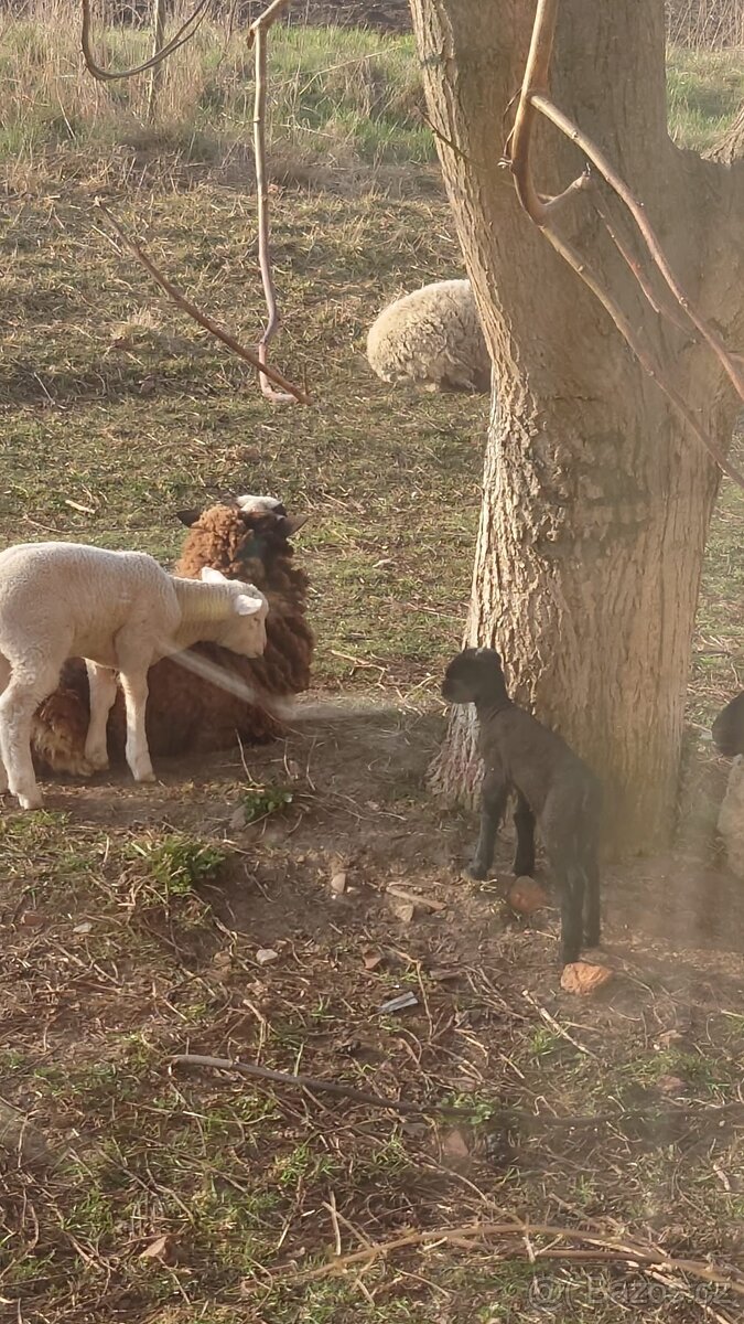 Prodám beránka - 3