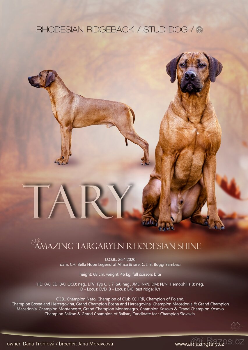 Rhodézský ridgeback s PP - 3