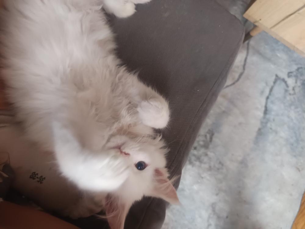 Mainská mývalí koťátka - 3