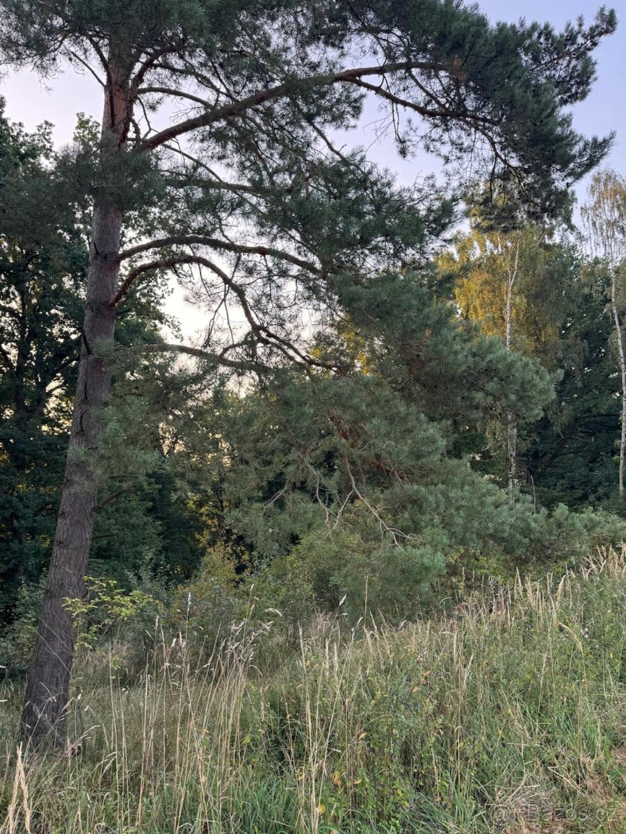 Prodej lesního pozemku v k.ú. Horní Bukovina - 3