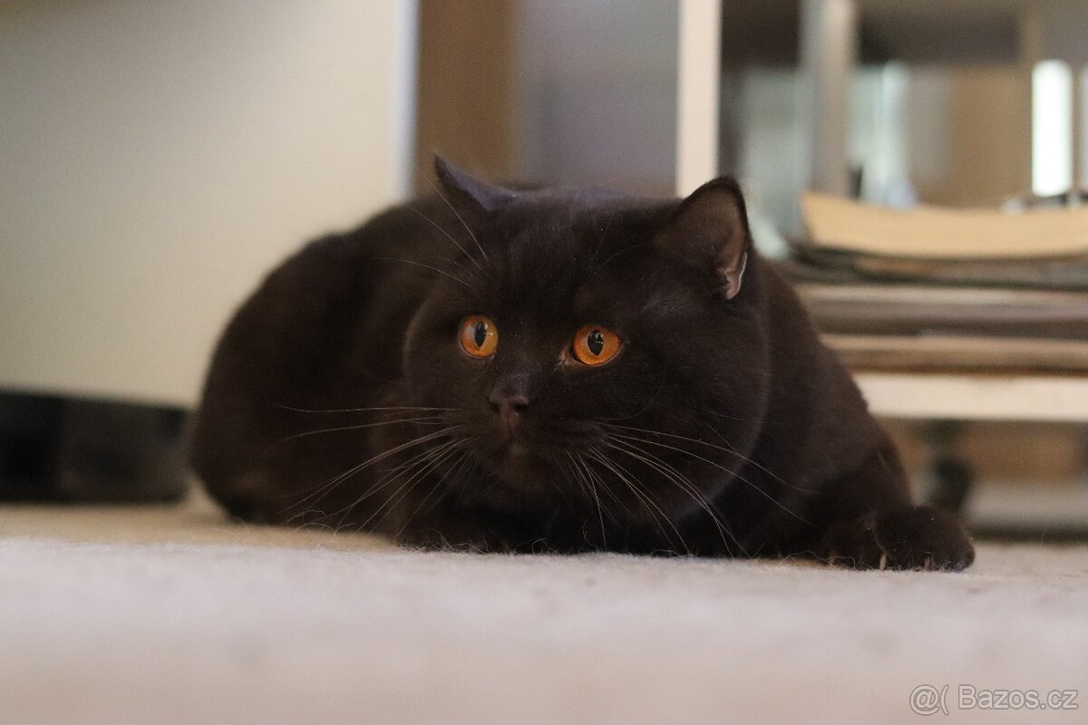 Britská koťátka s PP - 3