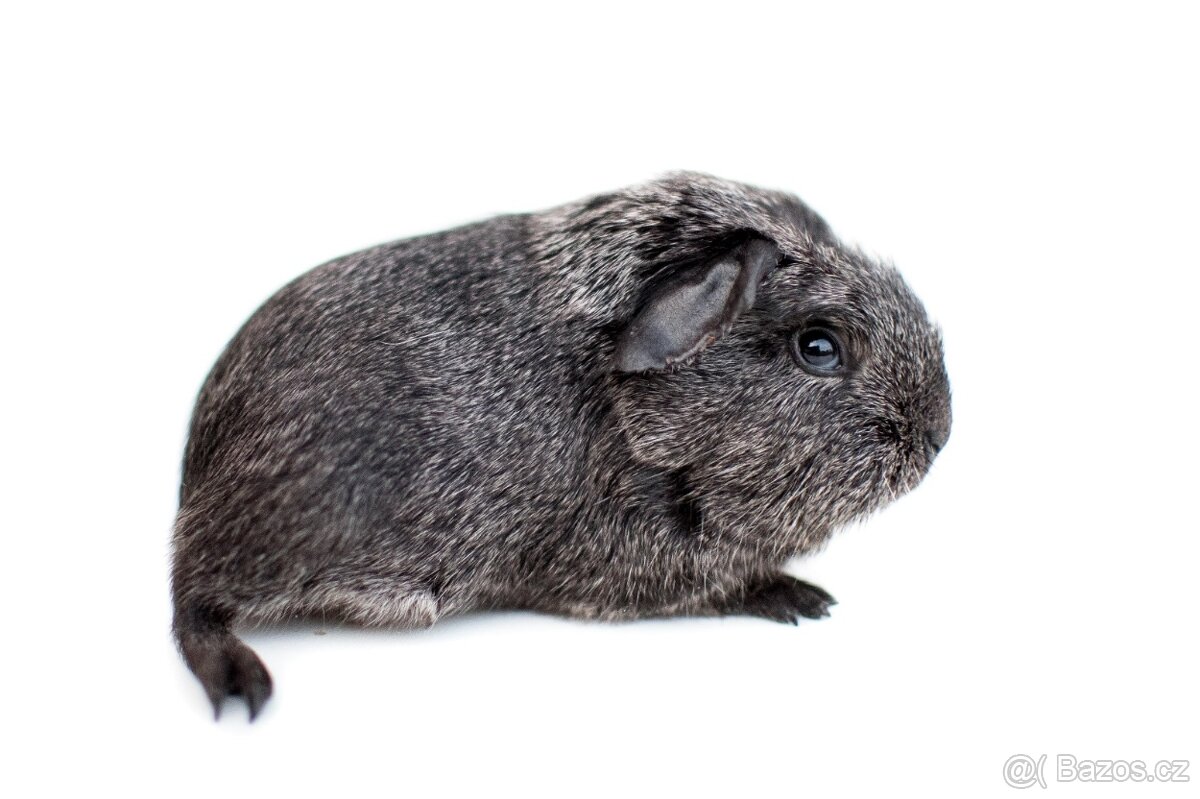 Morčata - kluci s PP - 3