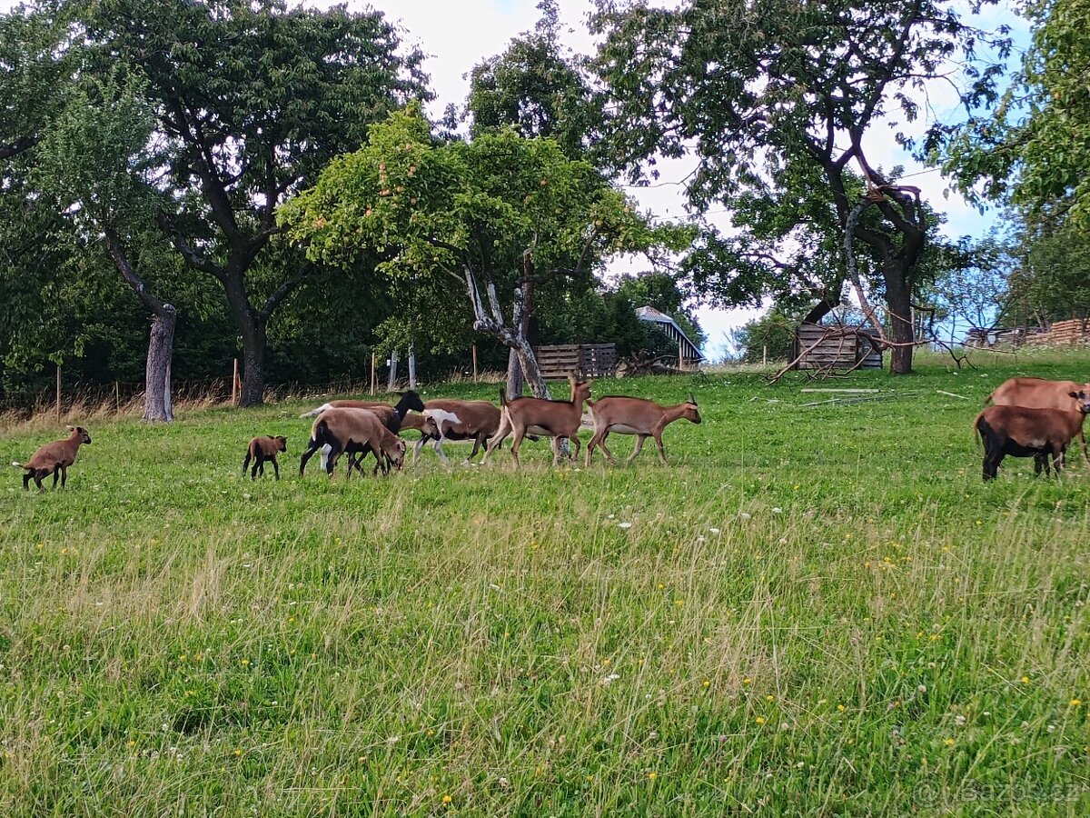 Kamerunské ovce - 3