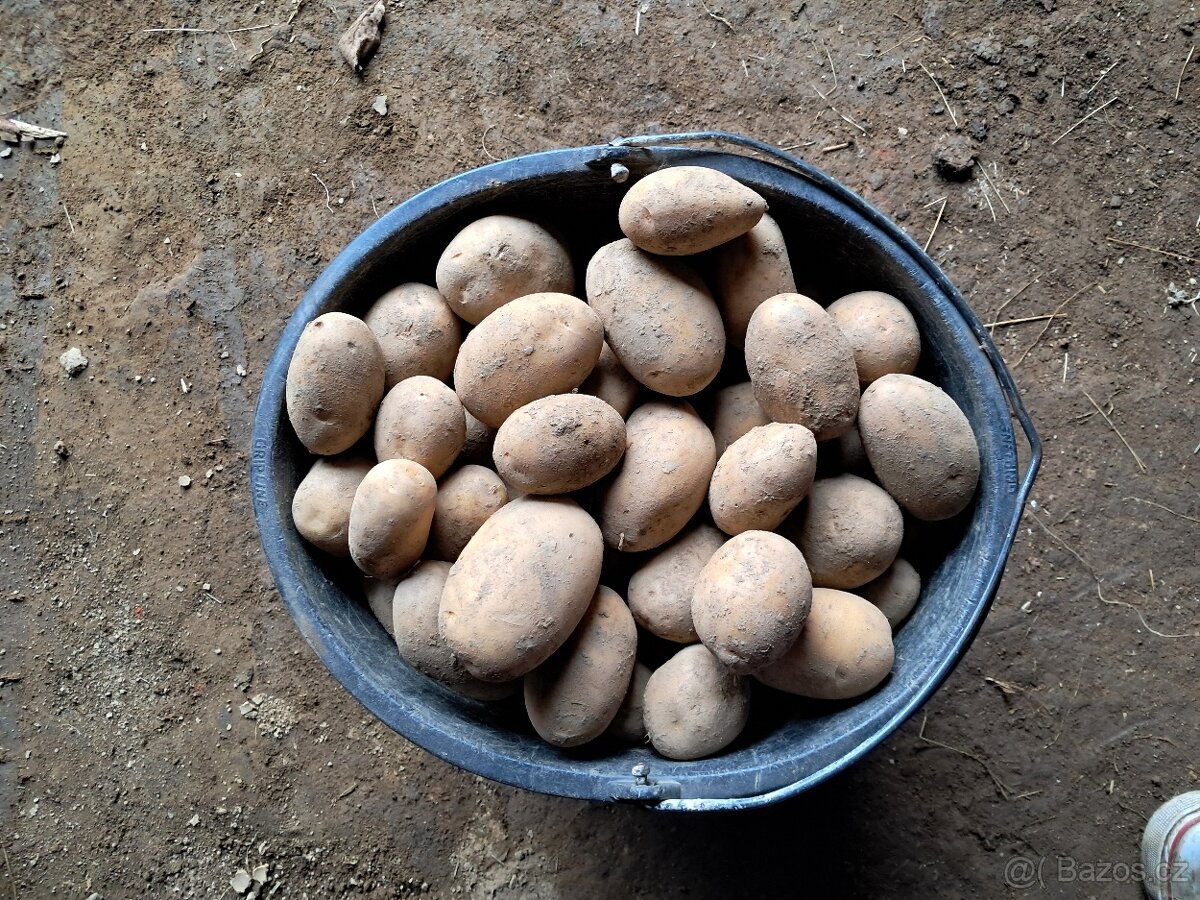 Konzumní brambory - 3