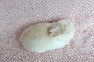 Samička Malvína - 3