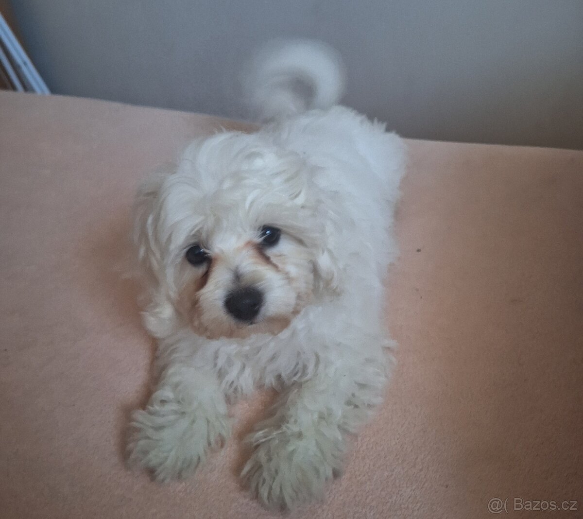 Bišonik na predaj - 3