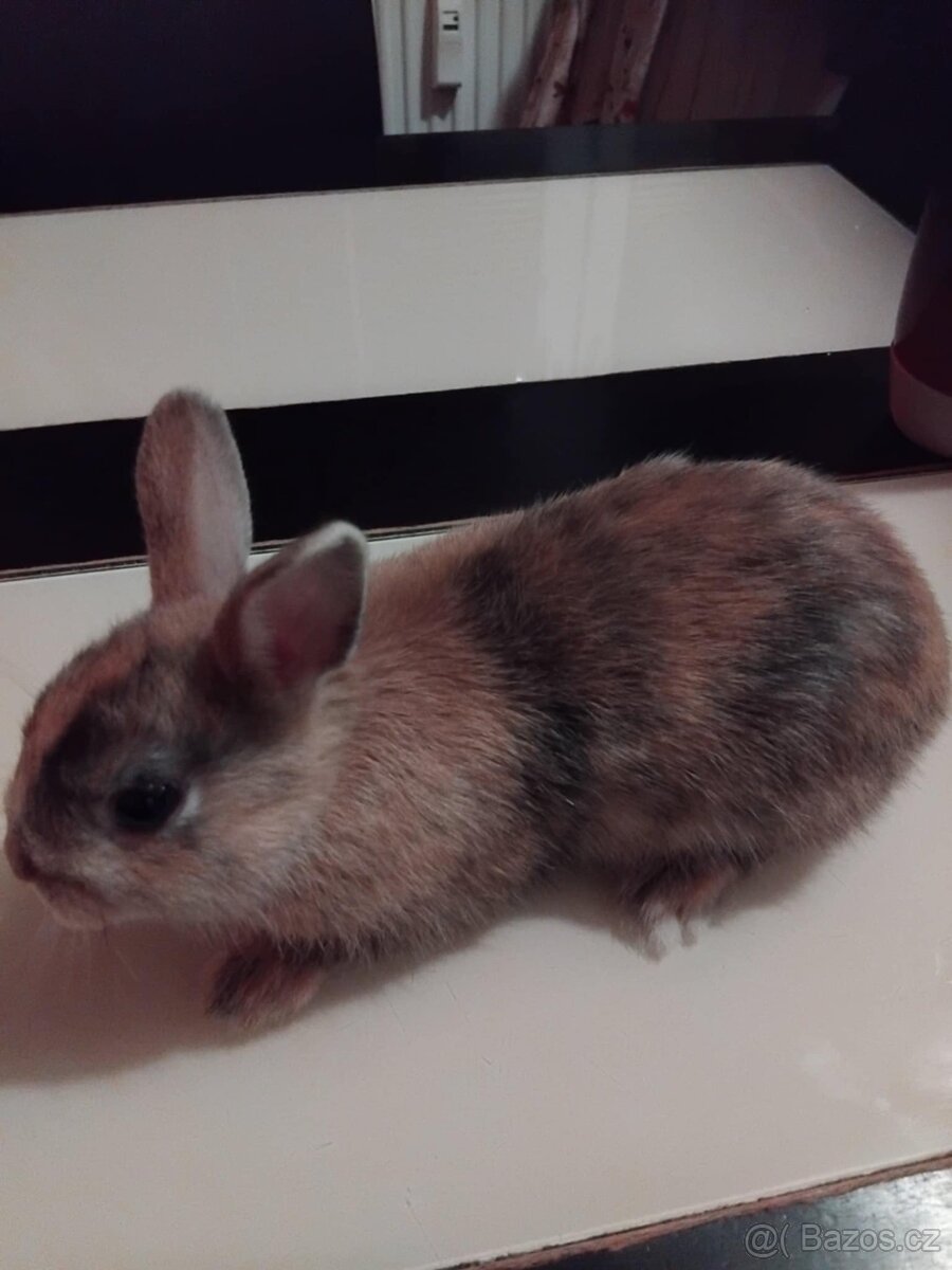 Zakrslý králík ihned k odběru - 3