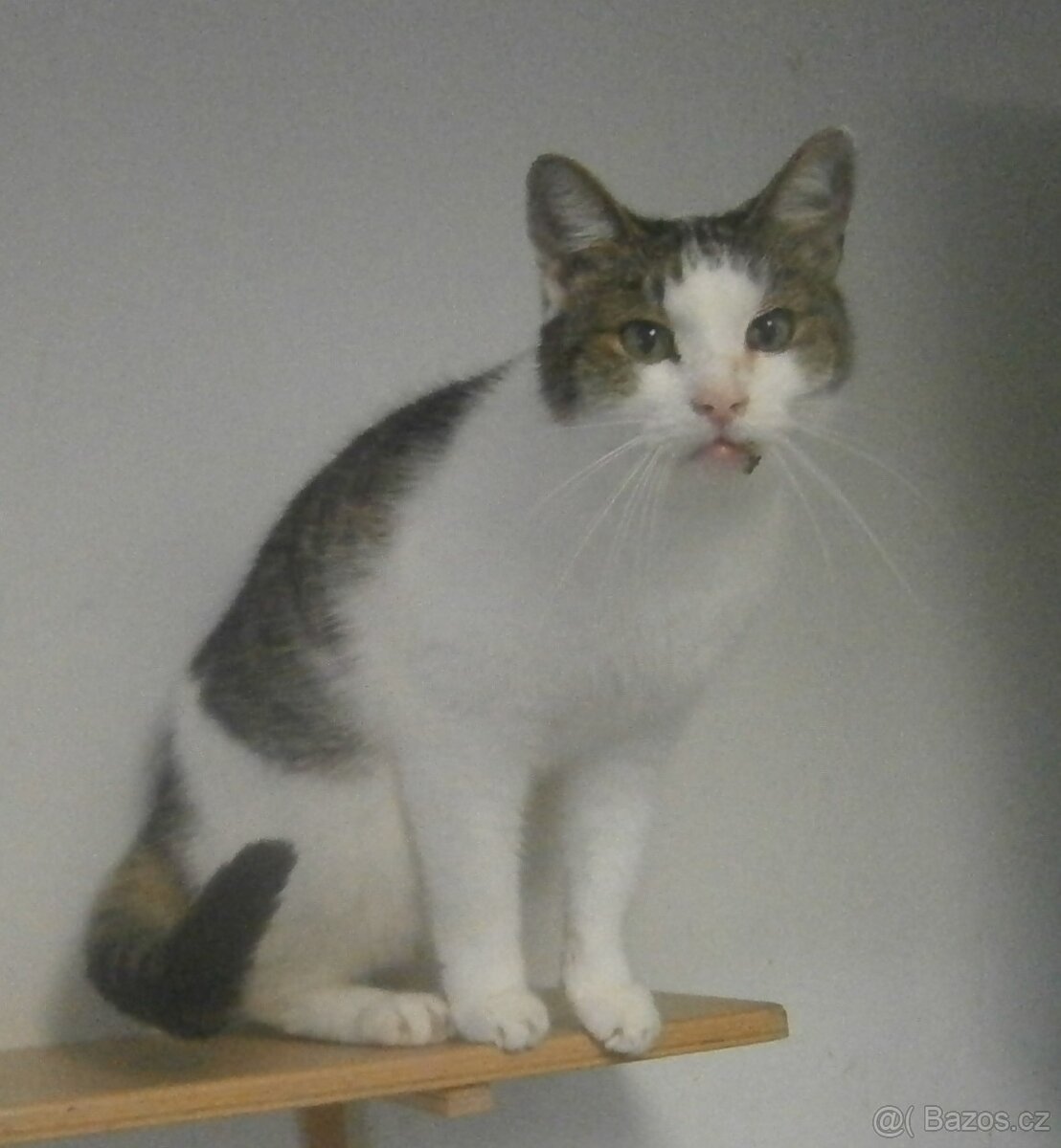 Milý, komunikativní bílomourovaný Oliver, 7-8letý - 3