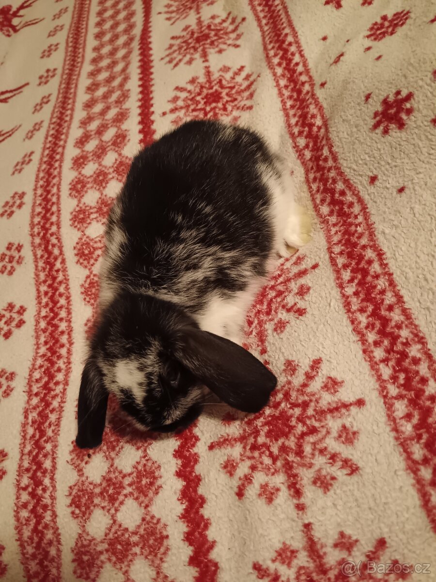 Zakrslý králík králíček Minilop, Lev - 3