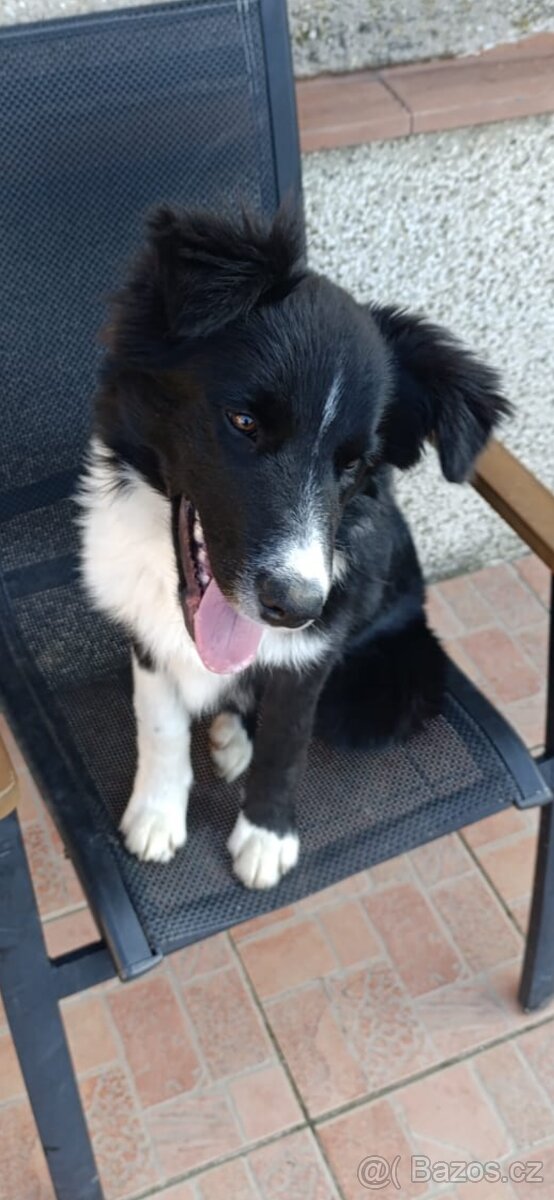 Border kolie - 3