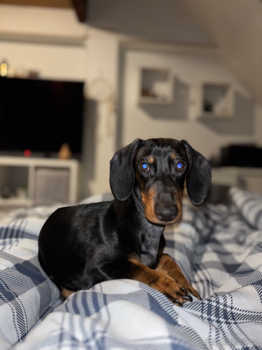 Nabízím jezevčíka ke krytí - 3