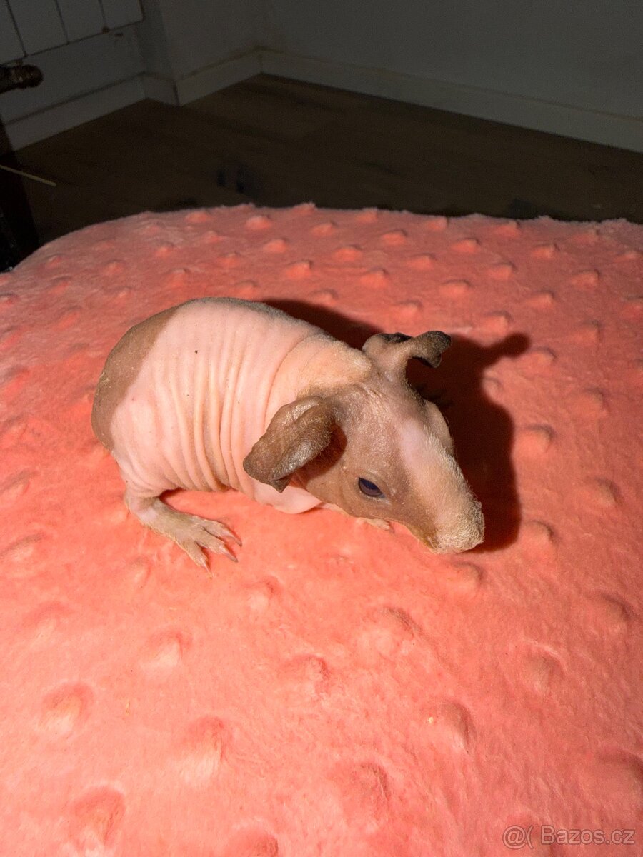 Skinny morče samečci s PP - 3