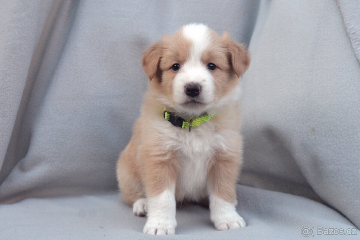 Border Kolie S PP - 3