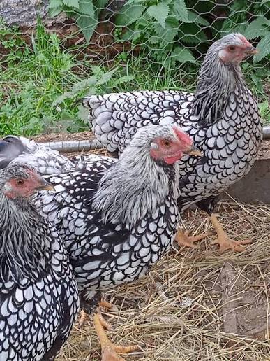 Koupím NV maransky a wyandotky - 3