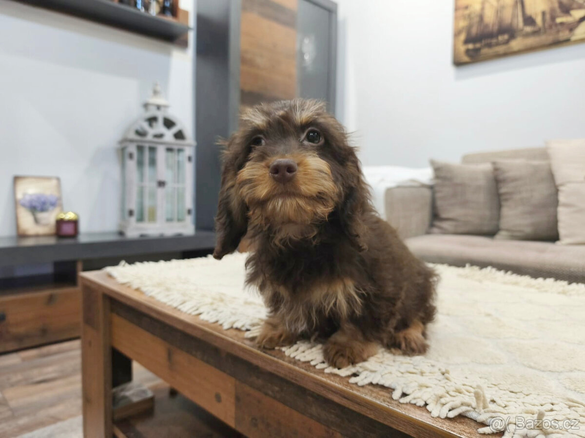 jezevčík králičí - 3