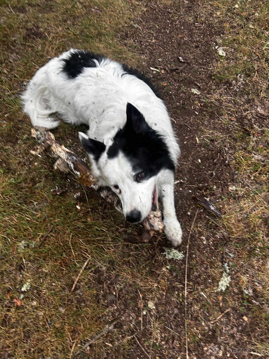 BOC s PP ke krytí - 3