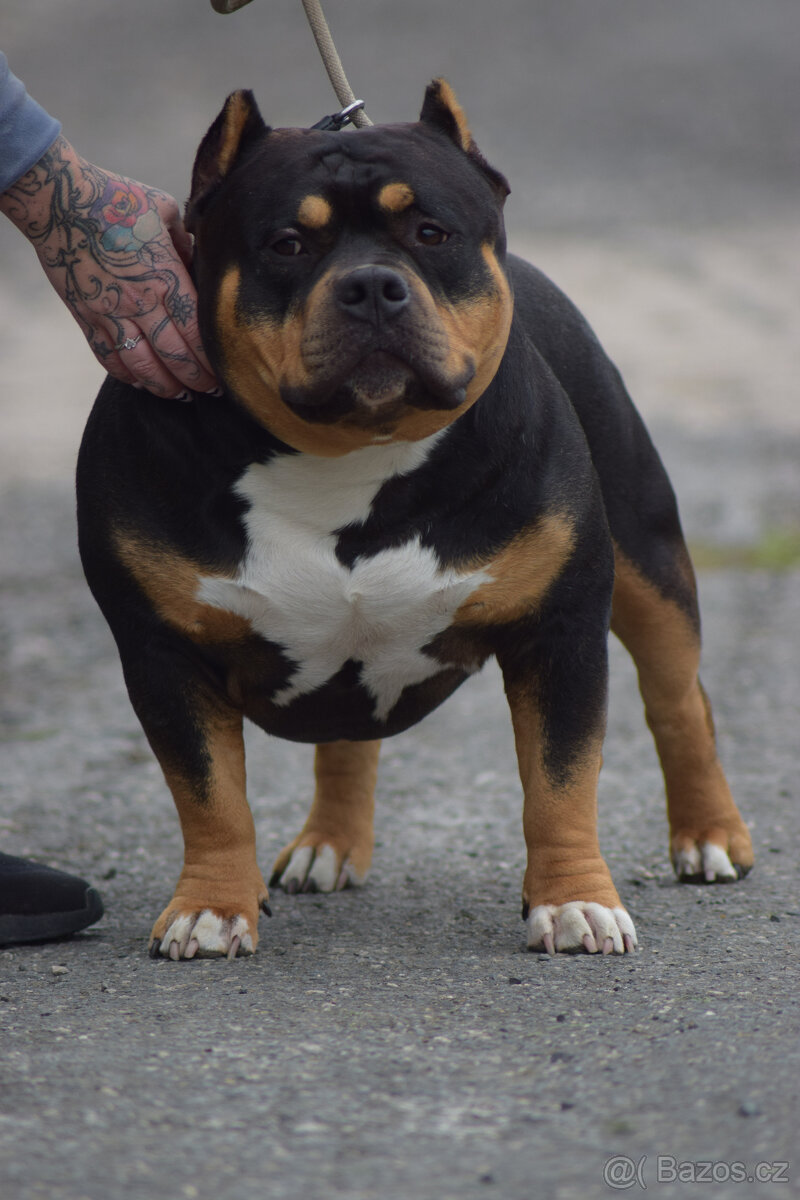 American bully pocket - ABKC Champion - 3