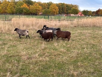 PRODÁM JEHŇATA - 3