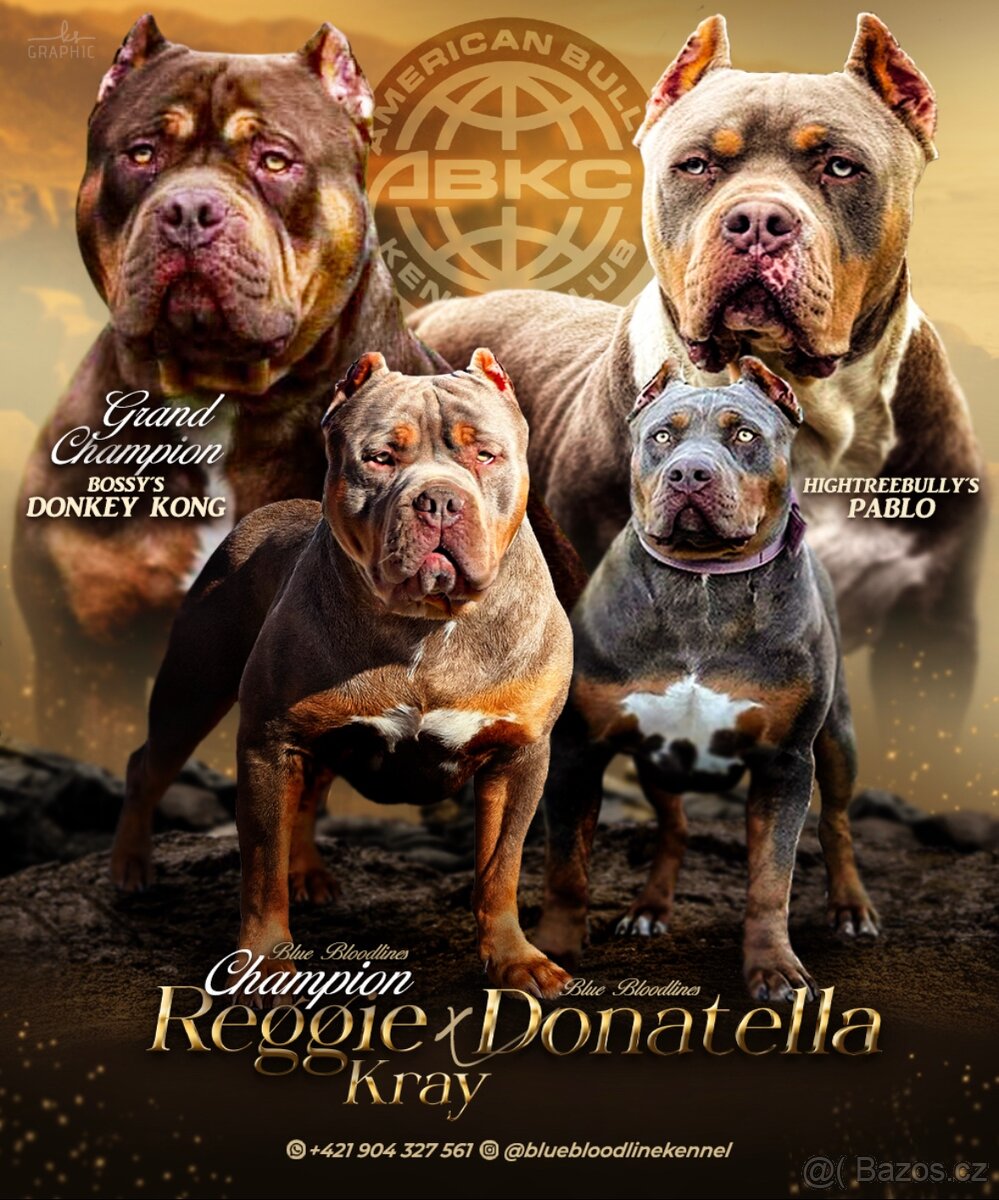 American bully XL, pitbull xxl - 3