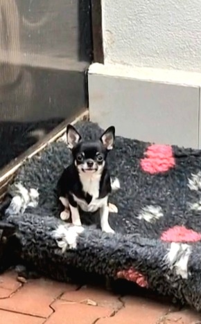 Čivava s pp holčička - 3