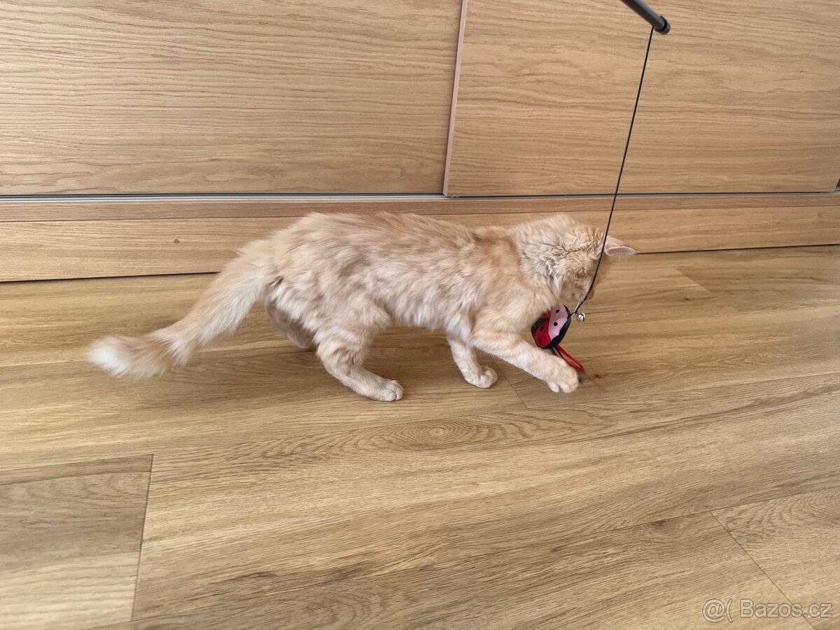 Kocourek, kote, kocour - 3