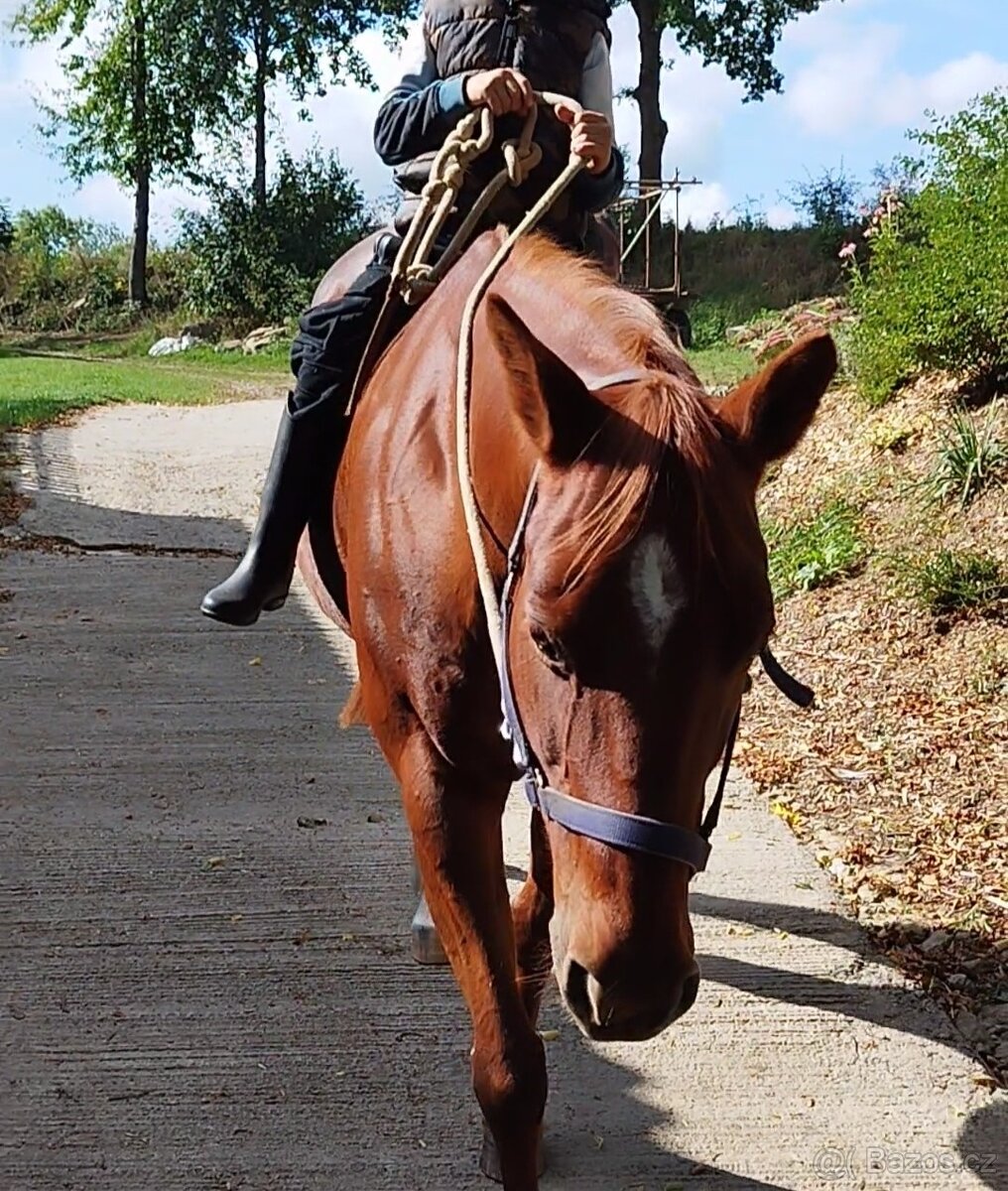 QH kobyla top charakter - 3