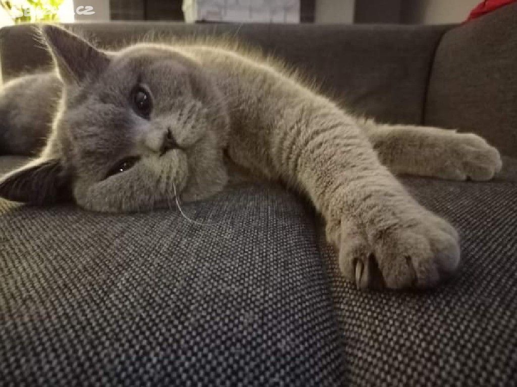 Britský modrý kocour - krytí - 3