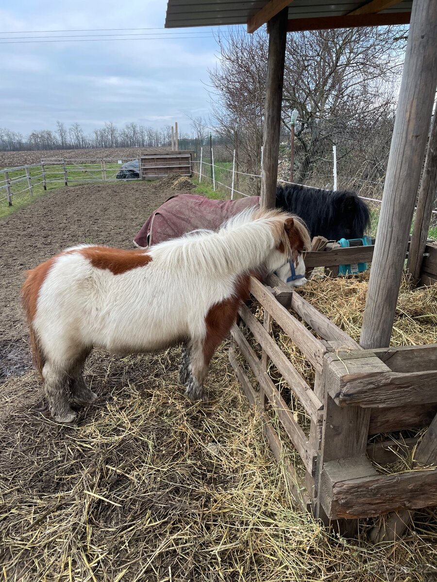 minihorse klisnička - 3