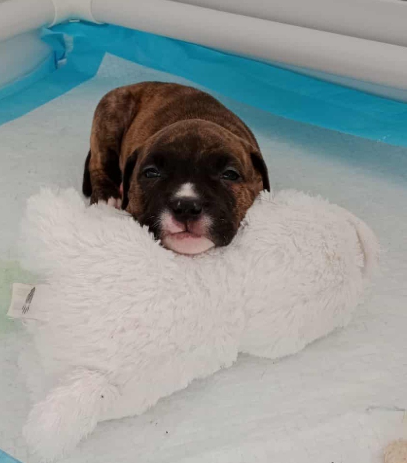 Americký stafordšírský teriér - 3