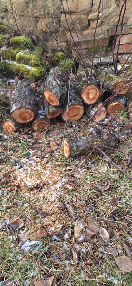 Jabloňové špalky pro řezbáře - 3