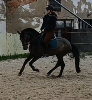 valášek pony B pro náročné - 3