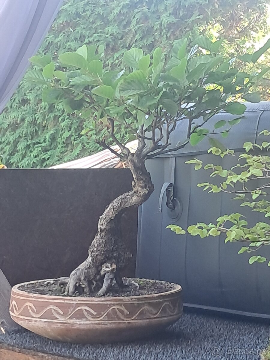 Bonsaj bonsai Olše - 3