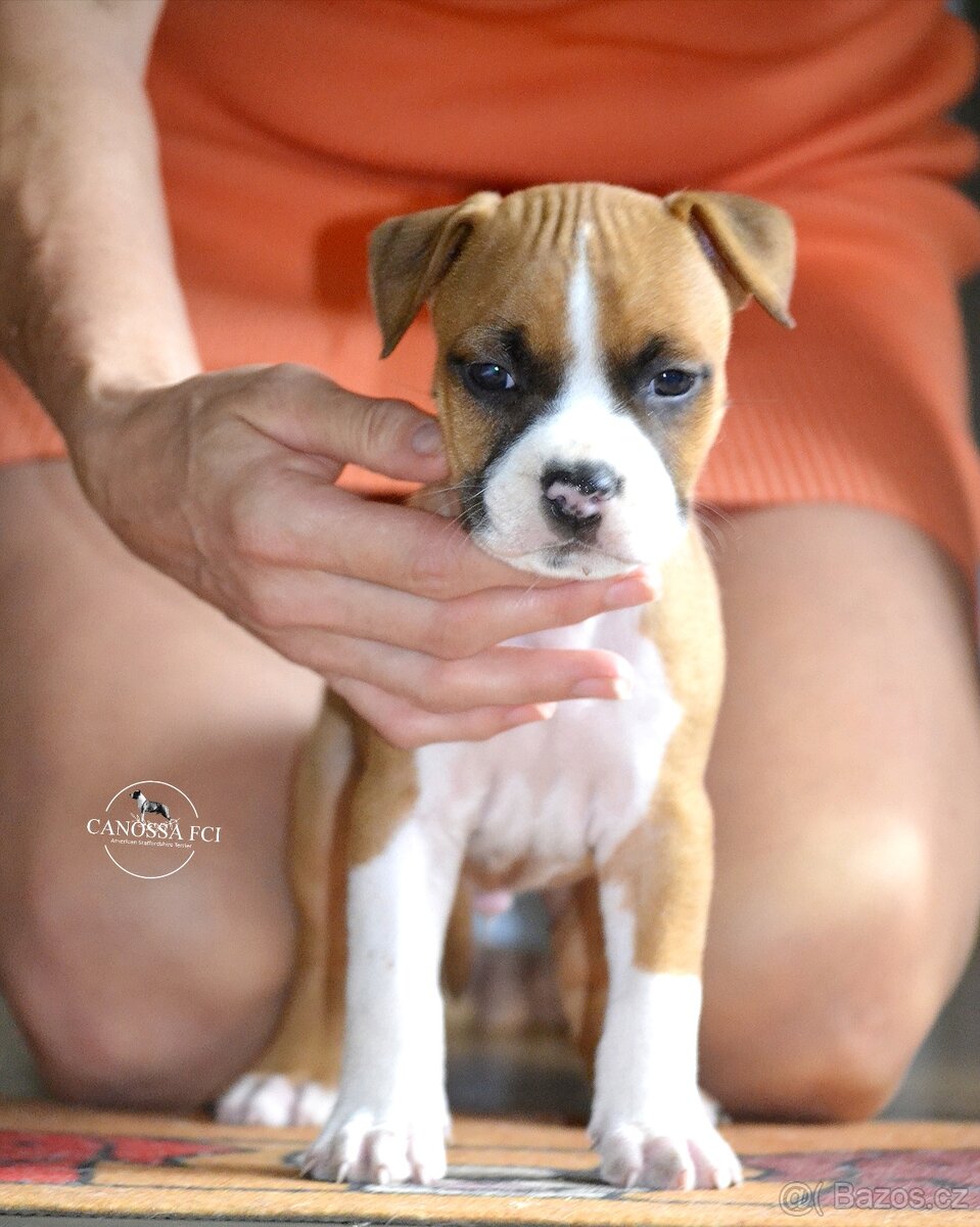 Americký stafordšírský teriér, pes po rodičích z USA - 3